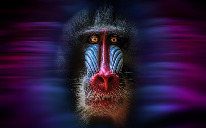 Mono, mandrillus, cara, fondo negro Fondos de pantalla, imagen