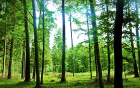 Paisaje de la naturaleza, verano, bosque, árboles, verde, resplandor