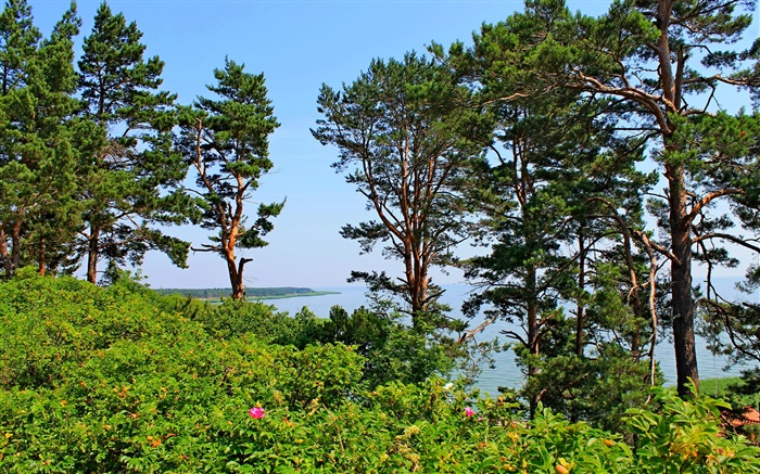 Nida, Lituania, orilla del mar, pinos, mar, cielo azul Fondos de pantalla, imagen
