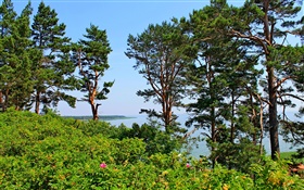 Nida, Lituania, orilla del mar, pinos, mar, cielo azul