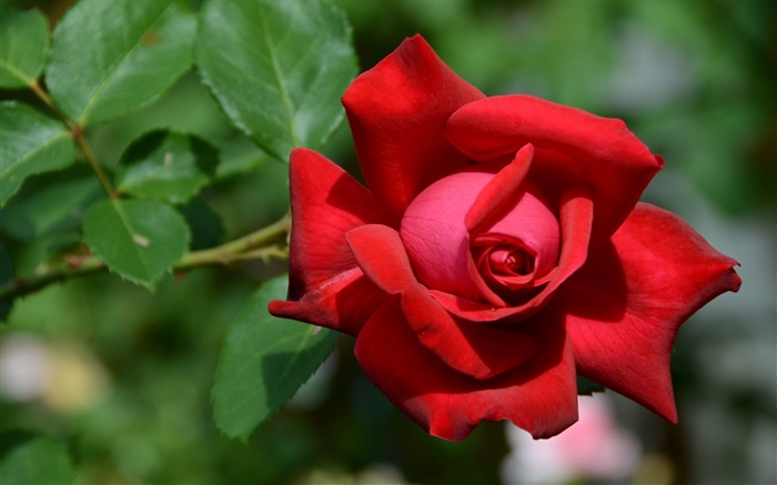 Una flor rosa roja, bokeh Fondos de pantalla, imagen