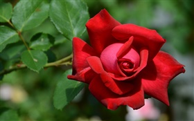 Una flor rosa roja, bokeh HD fondos de pantalla