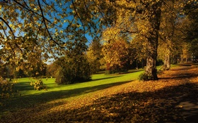 Parque, otoño, árboles, hojas amarillas, planta