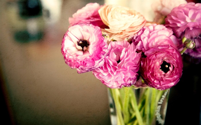 Flores de color rosa, ranúnculo, florero Fondos de pantalla, imagen