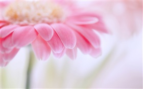 Gerbera rosa, pétalos de flores