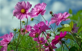 Flores kosmeya rosa, verano HD fondos de pantalla