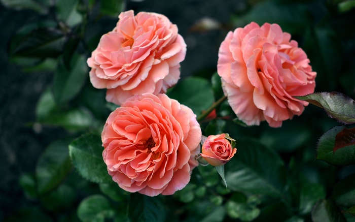 Rosa rosa flores, brotes, bokeh Fondos de pantalla, imagen