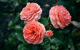 Rosa rosa flores, brotes, bokeh