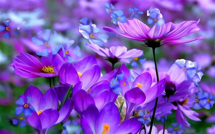 Flores de azafrán púrpura, pétalos, macro, tinta arte Fondos de pantalla, imagen