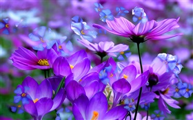 Flores de azafrán púrpura, pétalos, macro, tinta arte