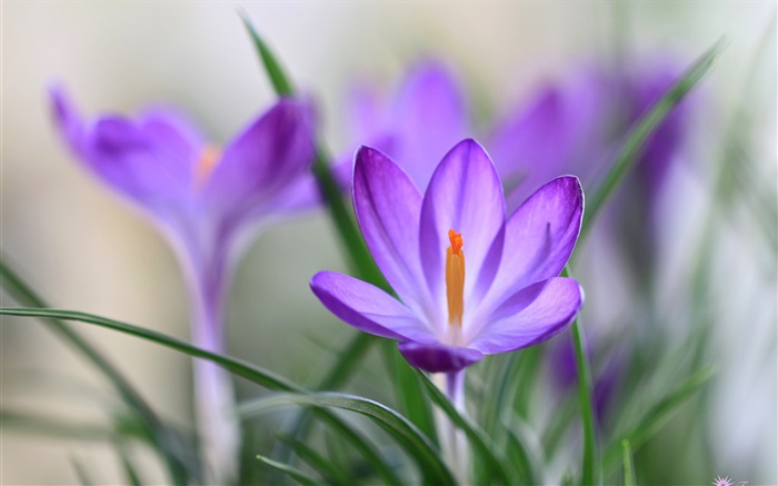 Pétalos púrpuras del azafrán, la hierba, la primavera Fondos de pantalla, imagen