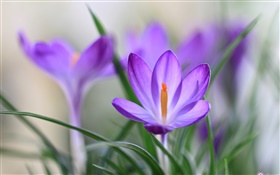 Pétalos púrpuras del azafrán, la hierba, la primavera