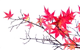 Hojas rojas de arce, ramas, otoño, fondo blanco