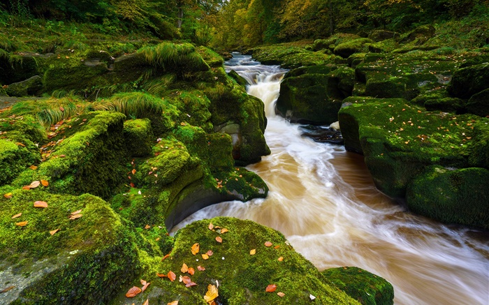 Río Wharfe, North Yorkshire, Inglaterra, piedras, musgo, otoño Fondos de pantalla, imagen