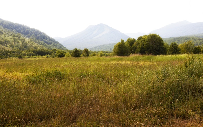 Rusia, Kamchatka, montañas, árboles, hierba Fondos de pantalla, imagen