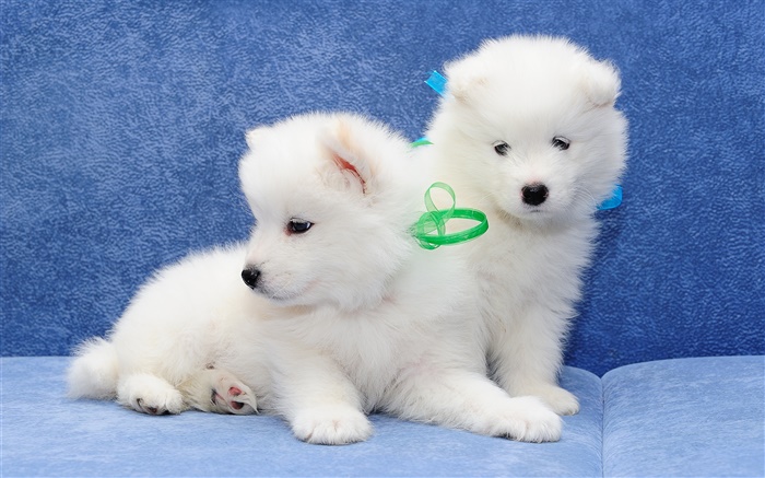 Samoyedo, perros blancos, cachorros Fondos de pantalla, imagen