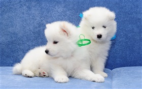Samoyedo, perros blancos, cachorros HD fondos de pantalla