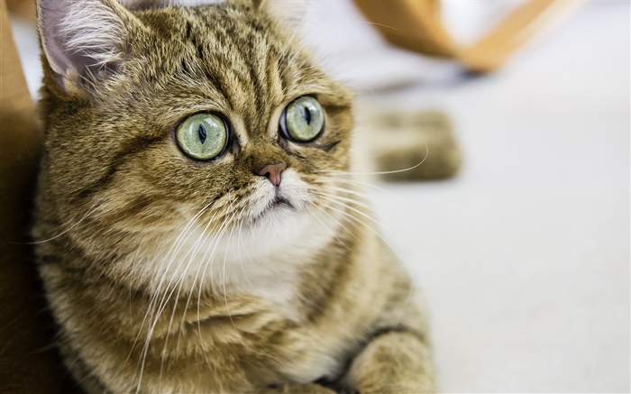 Gato de pelo corto, gatito lindo, ojos, cara Fondos de pantalla, imagen