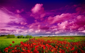 Cielo, nubes, campo, flores, amapolas rojas