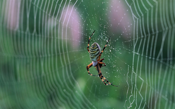 Araña, tela de araña, las gotas de agua Fondos de pantalla, imagen