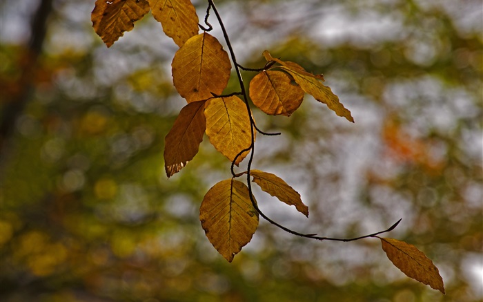Las ramitas, hojas amarillas, otoño, bokeh Fondos de pantalla, imagen