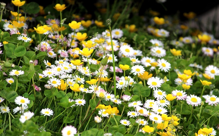 Crisantemos blancos, flores amarillas Fondos de pantalla, imagen