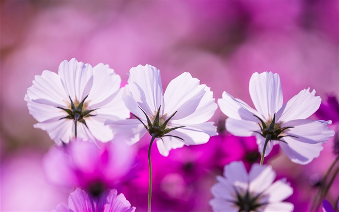 Flores kosmeya blancos, pétalos, fondo púrpura Fondos de pantalla, imagen