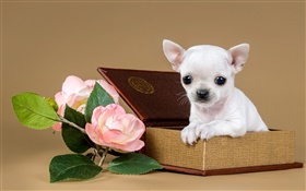 Perrito blanco, flores, caja