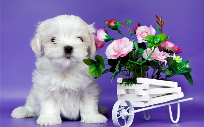 Perrito blanco, rosa flores color de rosa Fondos de pantalla, imagen