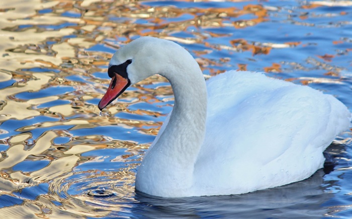 Cisne blanco, pájaro de agua, lago Fondos de pantalla, imagen