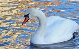 Cisne blanco, pájaro de agua, lago