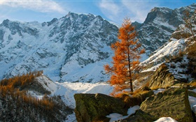 Invierno, montañas, nieve, árboles, piedras HD fondos de pantalla