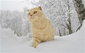 Invierno, nieve, gato