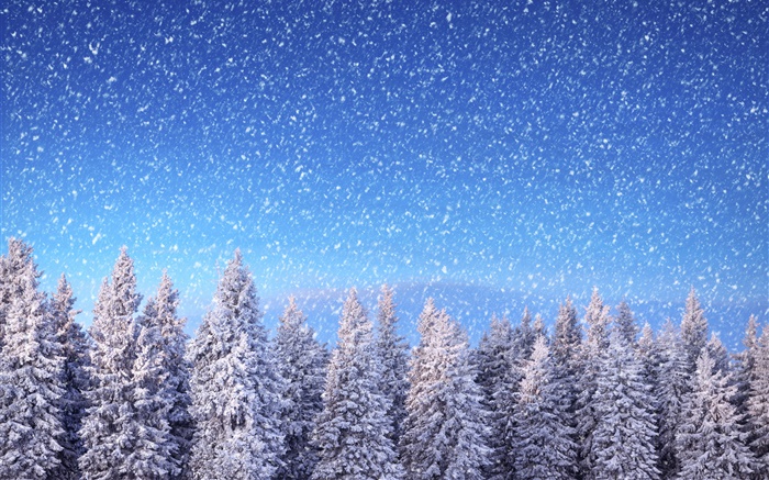 Invierno, abetos, cielo azul, copos de nieve, nieve Fondos de pantalla, imagen