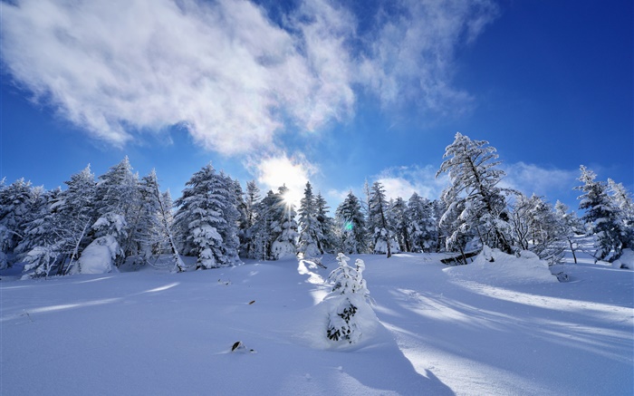 Invierno, nieve espesa, árboles, abeto, pendiente, nubes Fondos de pantalla, imagen