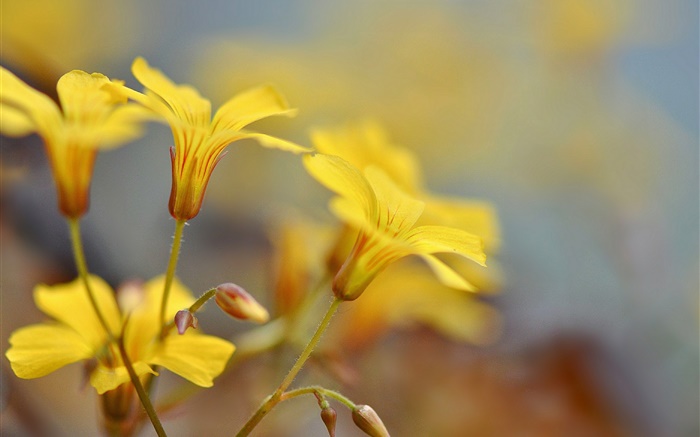 Flores amarillas, brotes, bokeh Fondos de pantalla, imagen