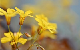Flores amarillas, brotes, bokeh