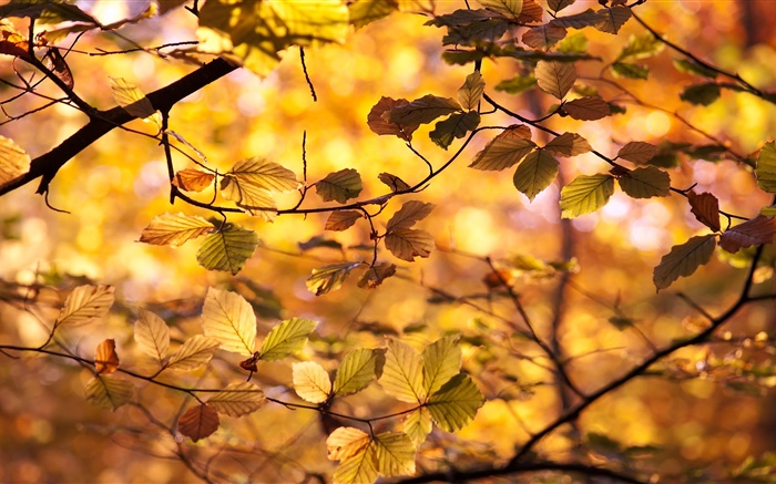 Las hojas amarillas, ramas, otoño Fondos de pantalla, imagen