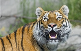 tigre de Amur, de grandes felinos, ojos, colmillos