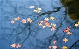 Otoño, reflexión del agua, las hojas de arce amarillas