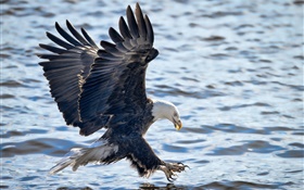 águila calva, alas, volar, pesca, agua