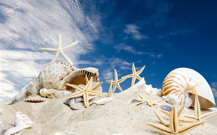 Playa, conchas de mar, estrellas de mar, cielo azul Fondos de pantalla, imagen