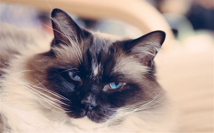 Los ojos azules cara de gato, bigote Fondos de pantalla, imagen