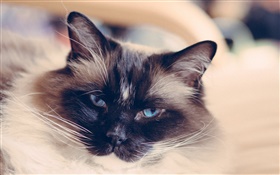 Los ojos azules cara de gato, bigote