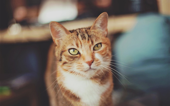 gato de color marrón, ojos amarillos Fondos de pantalla, imagen