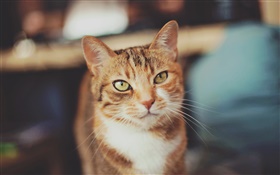 gato de color marrón, ojos amarillos