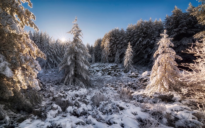 Bulgaria, bosque, árboles, nieve, puesta de sol, invierno Fondos de pantalla, imagen