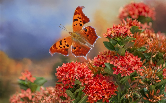 Mariposa y flores rojas Fondos de pantalla, imagen