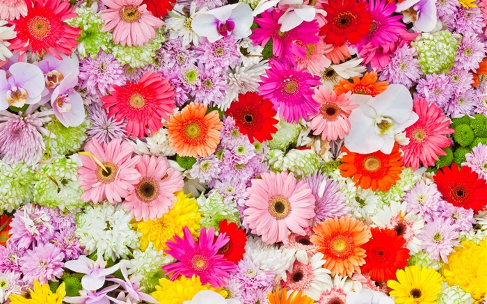 Crisantemos, orquídeas, gerberas, flores de colores Fondos de pantalla, imagen
