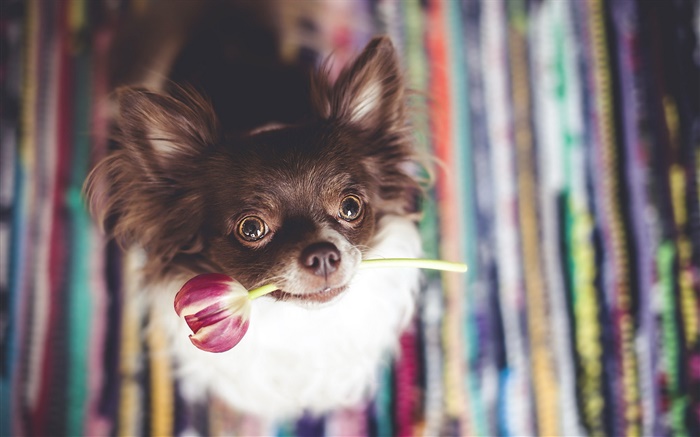 lindo perro muerde una flor de tulipán Fondos de pantalla, imagen
